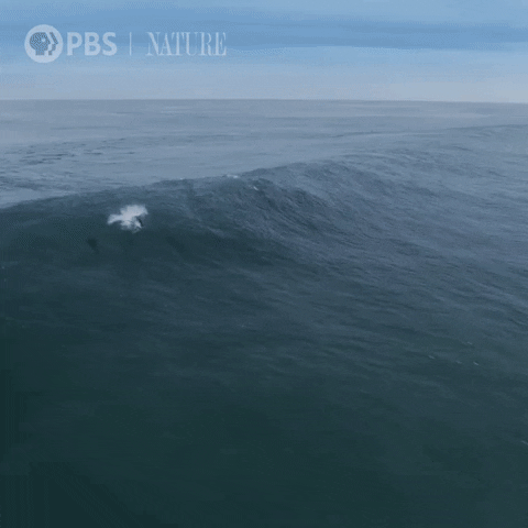 Leaping Marine Life GIF by Nature on PBS
