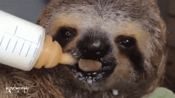 sloth drinking GIF