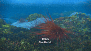 Surfs Up Ivan GIF