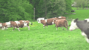 Dairy GIFs - Get the best GIF on GIPHY