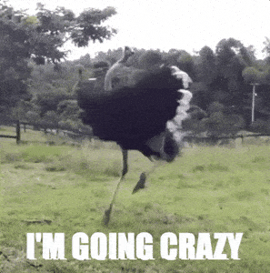 ostrich's meme gif