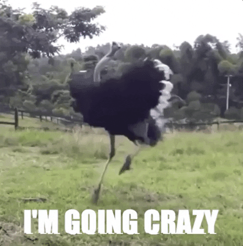Crazy Chuber Ostriches Im Crazy You Re Driving Me Crazy I M Going Crazy Gif