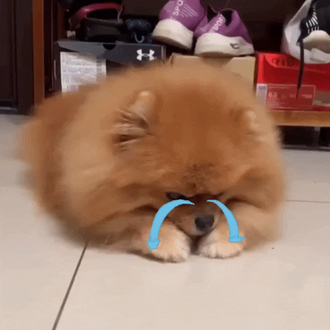 Dog Crying GIF
