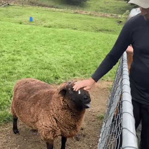 Tongue Sheep GIF by NZ Collab