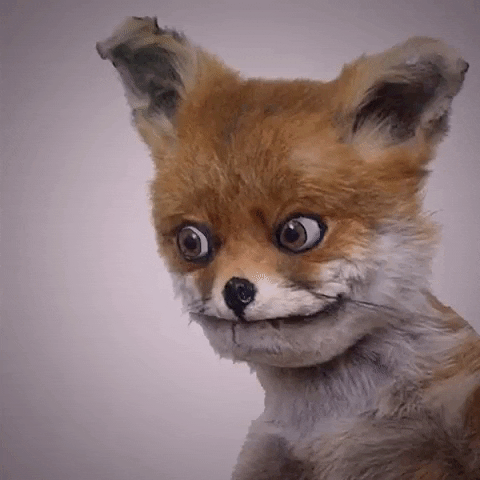 Taxidermy GIFs - Find & Share on GIPHY