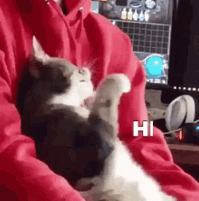 Cat GIF