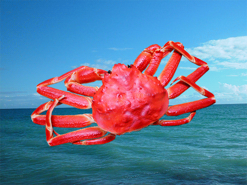 Crab Gif By Shaking Food GIF - Find & Share on GIPHY