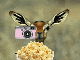 Snack Popcorn GIF by Model Plate