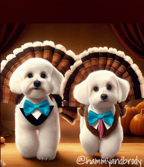 Dogs Thanksgiving GIF by HammyandBrody