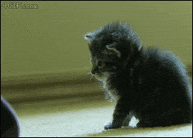https://media3.giphy.com/media/XwnOjVqPIlXGM/200.gif?cid=e1bb72ff5a9834055475526c73663a9d