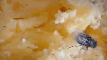 mateuszmurawski  GIF