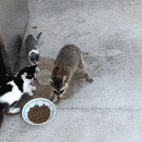 House of Bandits GIF