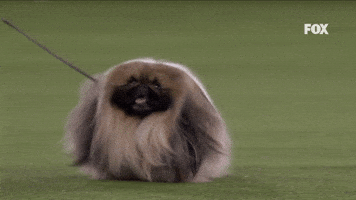 Video gif. A small dog, so shaggy that its paws can hardly be seen, laboriously trots along on a leash.