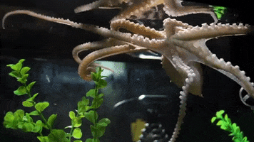 octopus cephalopod GIF by Science Friday