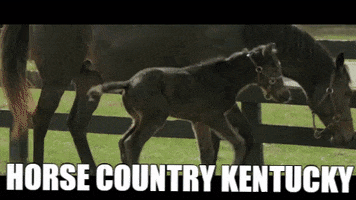 visithorsecountry horse kentucky ky lexington GIF