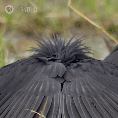 Peek-A-Boo Bird GIF by Nature on PBS