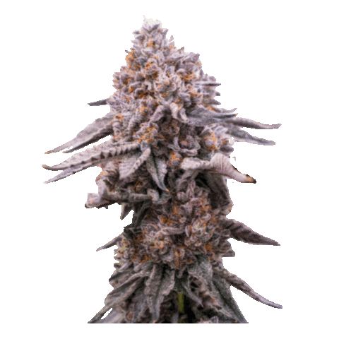 Weed Cannabis Sticker by Sparq