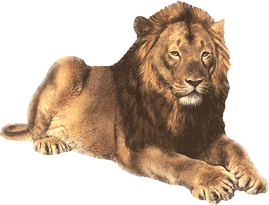 Lion Sticker for iOS & Android | GIPHY