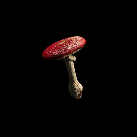 Lukesistegia psychedelic trip surreal mushroom GIF