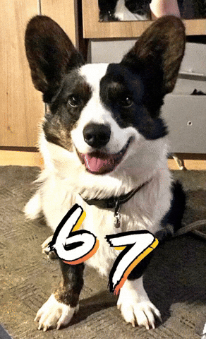 Dog Puppy GIF