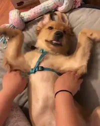 dog flapping GIF