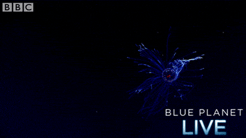 bbc one blue planet 2 GIF by BBC