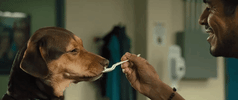 A Dogs Way Home Sony GIF by A Dog's Way HomeVerified account