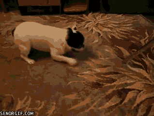 funny dog giphy