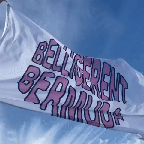 Belligerent Bermuda GIF