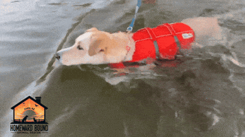 Homeward Bound Animal Rescue GIF