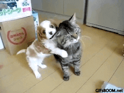 giphy.gif