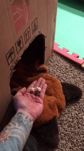 Video gif. A man holds his hand out with three popcorn kernels in his palm to a hole in a cardboard box. A babies hand reaches out from the hole and takes each kernel, one at a time. 