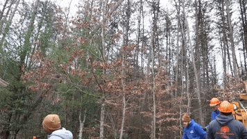 Tree Removal GIF by JC Property Professionals