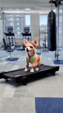 Chihuahuas Dogslovers GIF