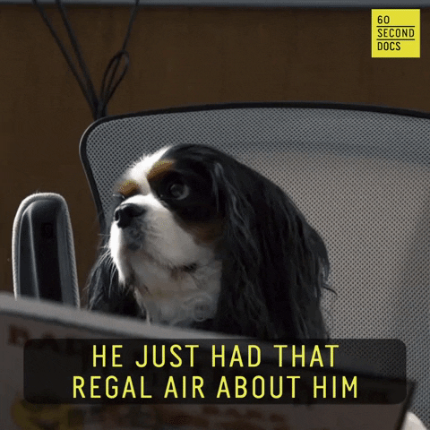 Dog GIF by 60 Second Docs