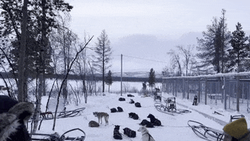 Winter Dogs GIF by #nikaachris