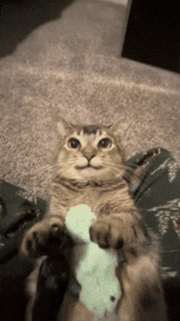 Cat GIF