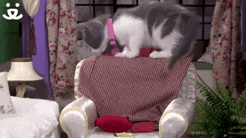 You Can Do It GIF by Best Friends Animal Society