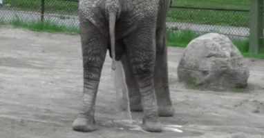 elephant orgasm GIF