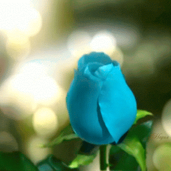 blue rose GIF