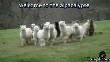 alpaca GIF