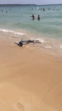 Shark Captured After Causing Panic Among Holidaymakers in Mallorca