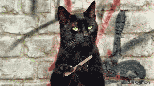 Black Cat GIFs - Get the best GIF on GIPHY