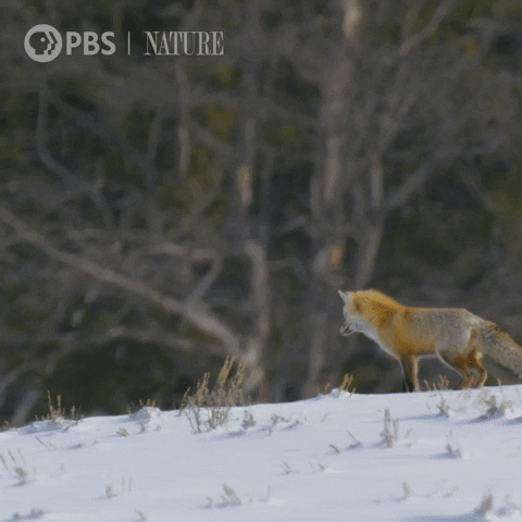 Pounce Pbs Nature GIF by Nature on PBS