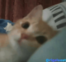 Cat GIF
