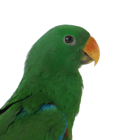 Bird Love Sticker by TELUS
