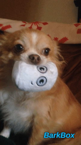 puppy chihuahua GIF by KeepUpWithJaz