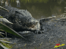 Bird Crocodile GIF by Cheetos