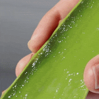 200.gif?cid=fc005b08b5f47f7f4667e401145d08417c21fa082d8b40b7&rid=200.gif&ct=g