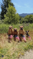 Independence Day GIF by Storyful